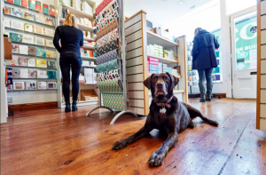 As Nessa demonstrates, having a pet in a shop has been proved a benefit to a retailer’s attraction to customers.