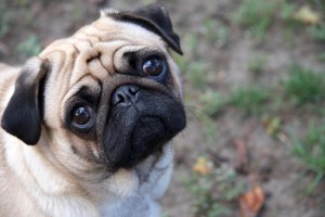 Pugs may be cute, but can develop many problems due to short muzzles.