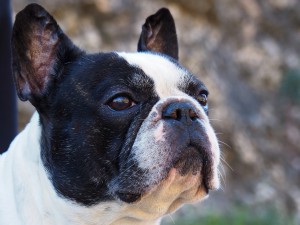 The French bulldog is another flat-faced breed.