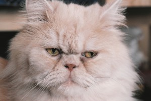 Persian cats can also have health issues.