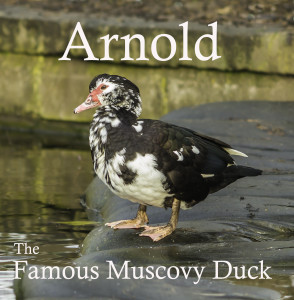 The Arnold the Duck card Mark has published that is helping to raise money for Nottinghamshire Wildlife Trust.