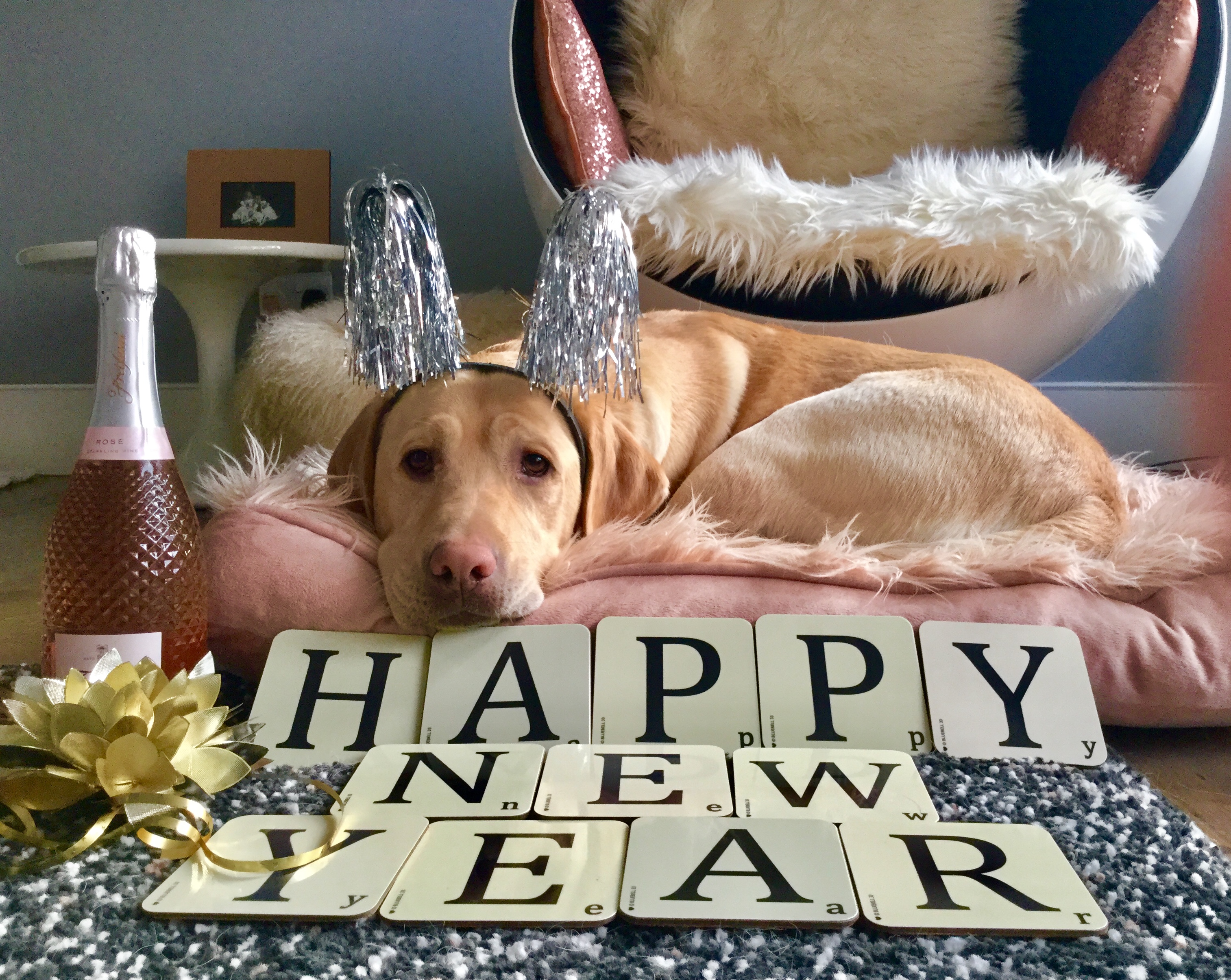Above: A new year greeting from one of Jo Sorrell’s Ponks.