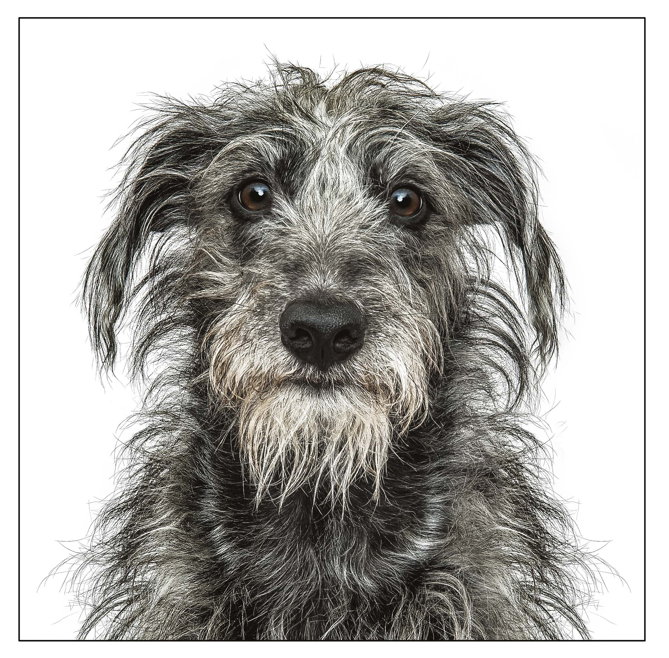 Above: A Whiplington terrier design from Gruff Pawtraits.