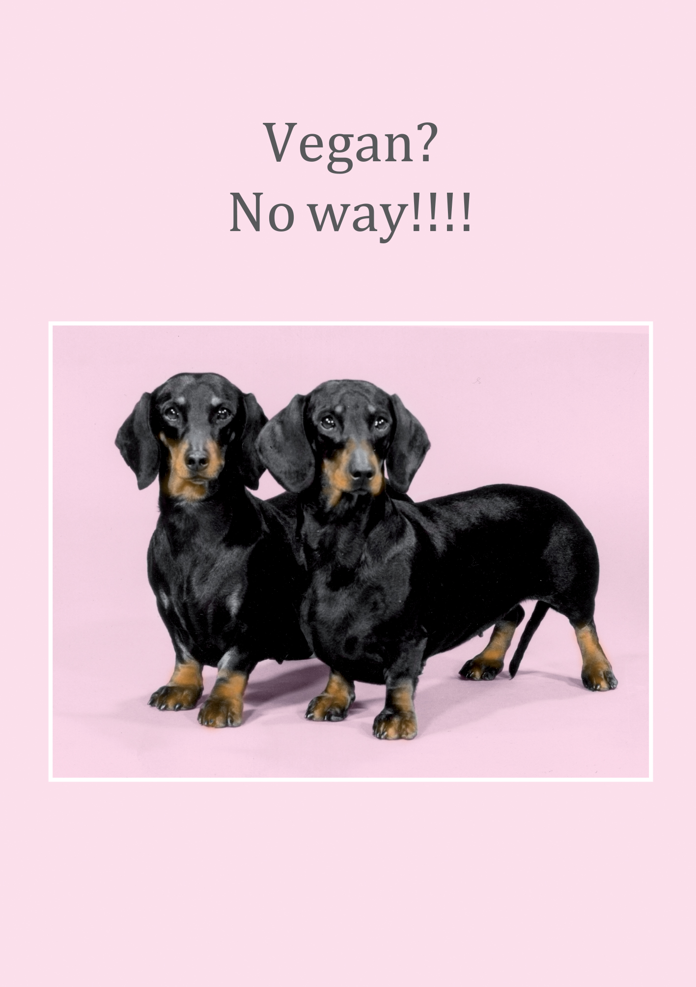 Above: One of the topical designs in Cath Tate’s PhotoCats&Canines range.