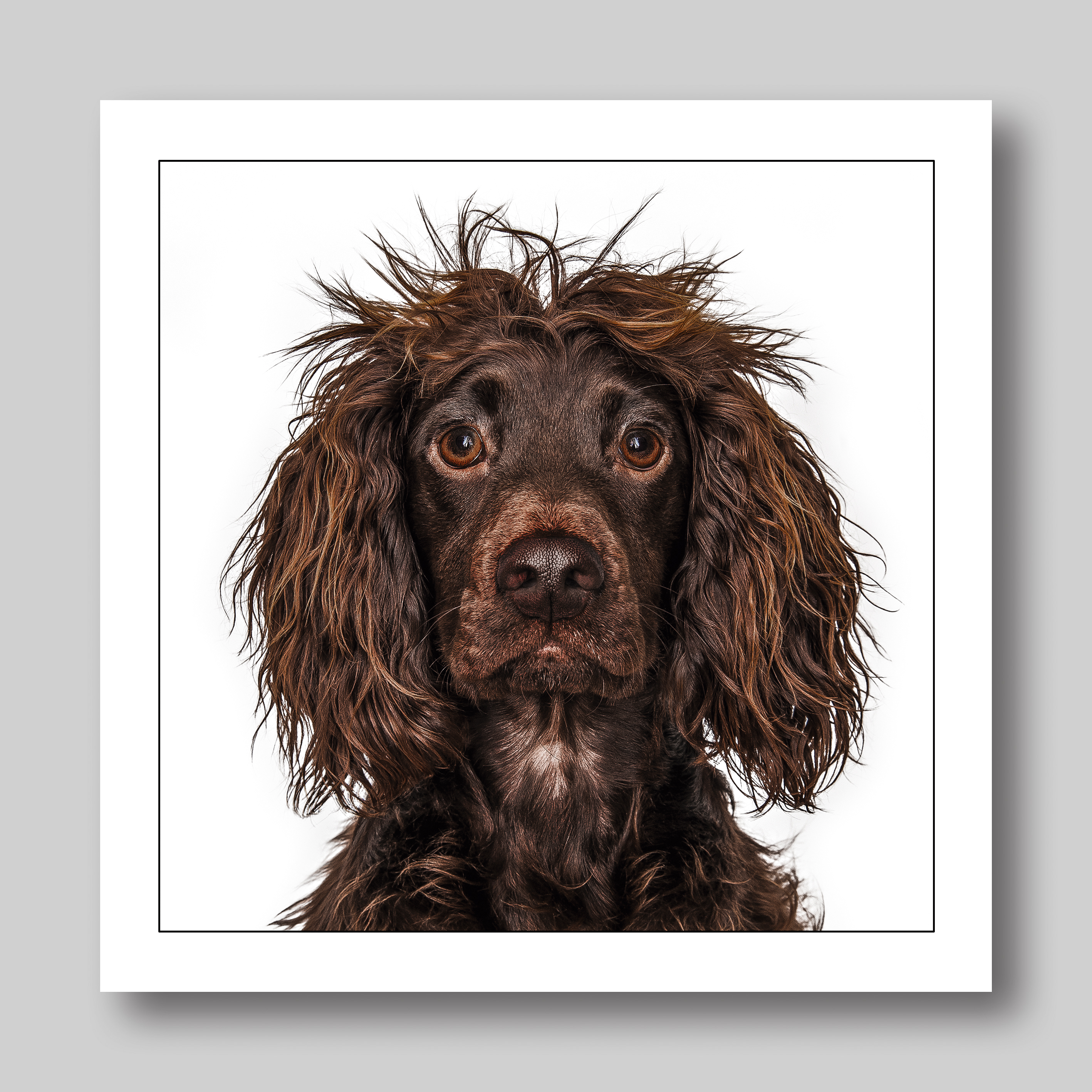 Above: A Working Cocker Spaniel in the Gruff Pawtraits’ card collection. 