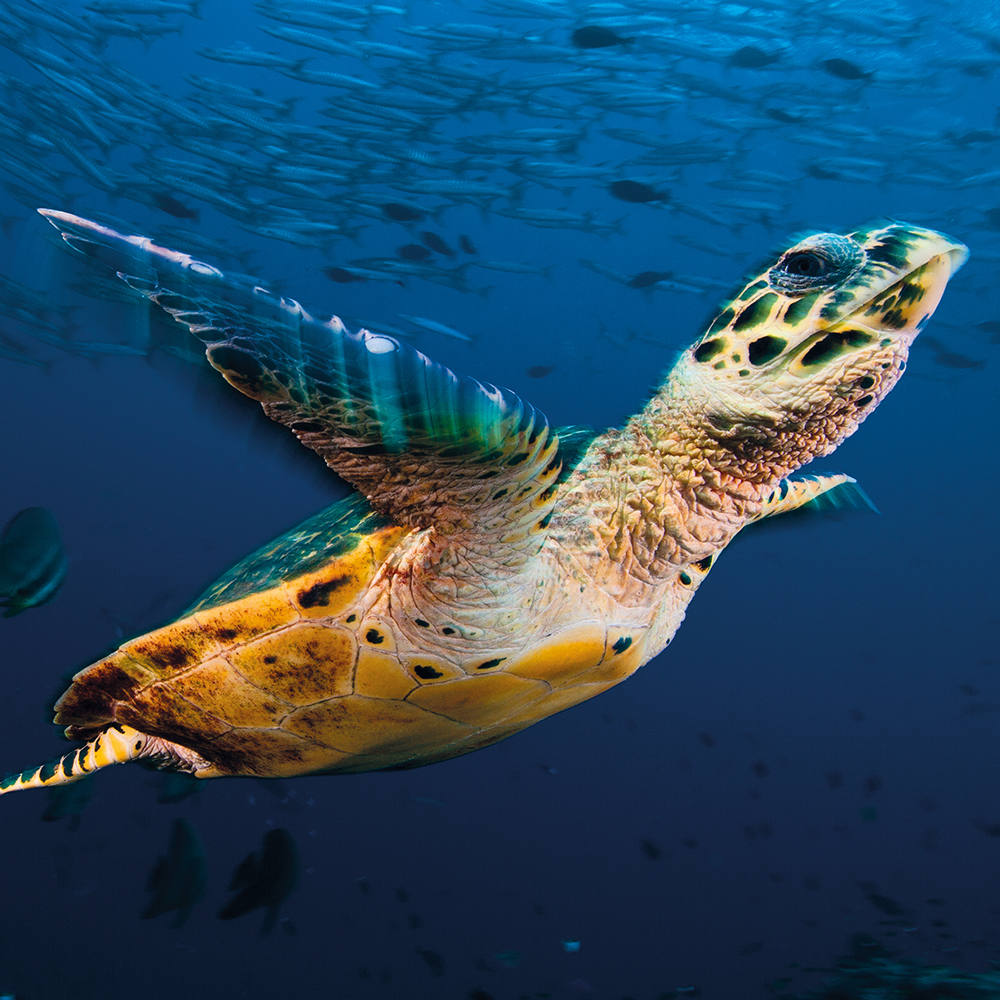 Above: A hawksbill turtle going about its business, as captured on camera for the Wildlife Photographer of the Year competition.