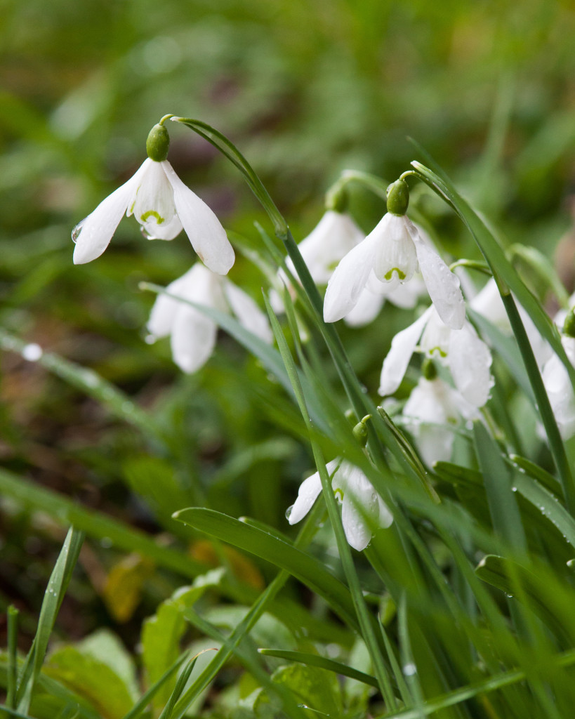 Above: Ready for my close up – gorgeous detail of raindrops on snowdrops, so delicate and fragile despite the storms