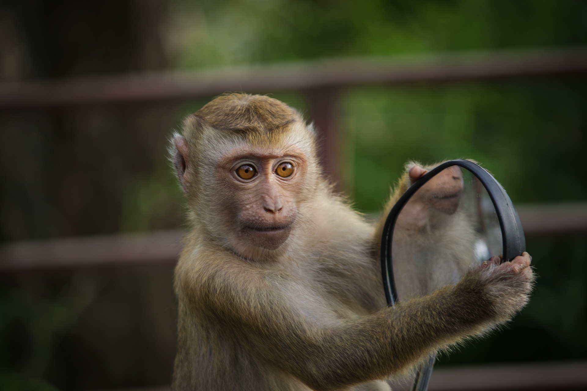 Above: Don’t be a naughty monkey, take a look in the honesty mirror urges David Robertson