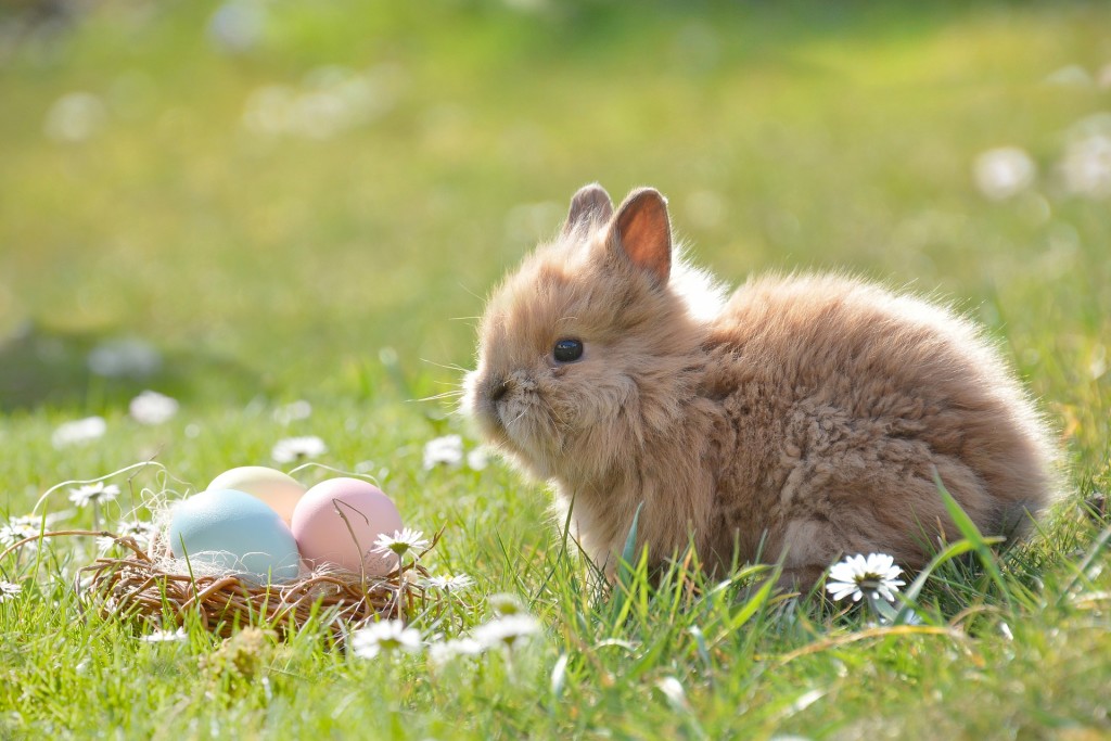 Above: Bunnies and eggs indicate freshness and spring seasons