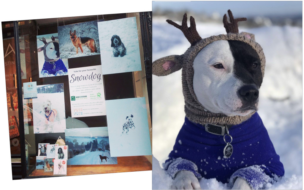 Above: Sean’s Snowdogs cards from 2018 and winner Piper