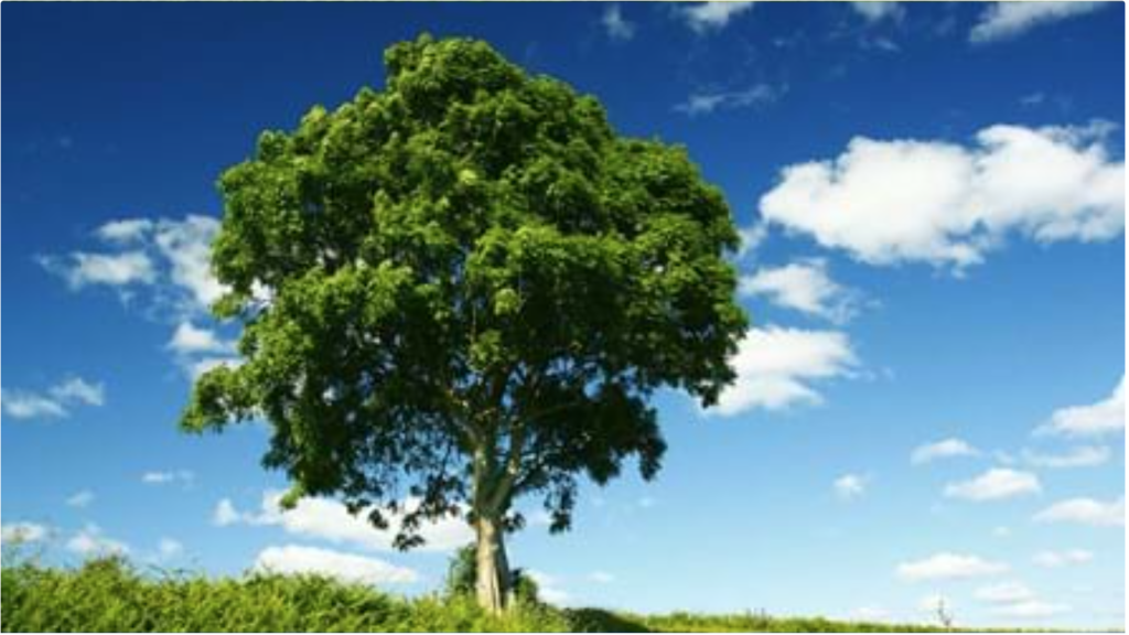 Above: The ash is a favourite British tree that’s threatened by ash dieback