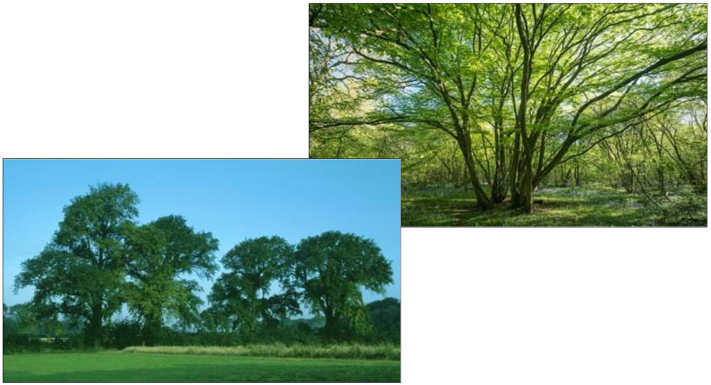 Above: English elm and hornbeam are common in the British countryside