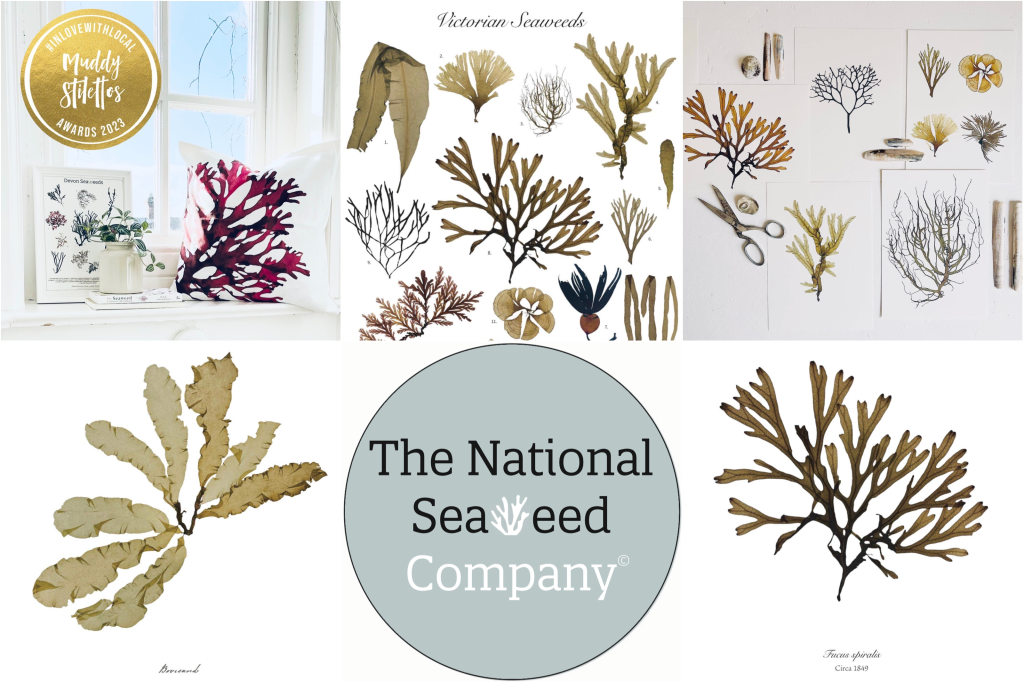Above: There are 650 varieties of seaweed in the UK