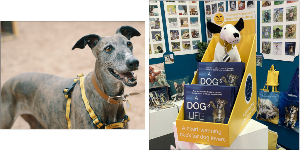 Above & top: Lurchers like this one at the Loughborough centre are Anna’s favourites but she had to draw 50 different characters for the book