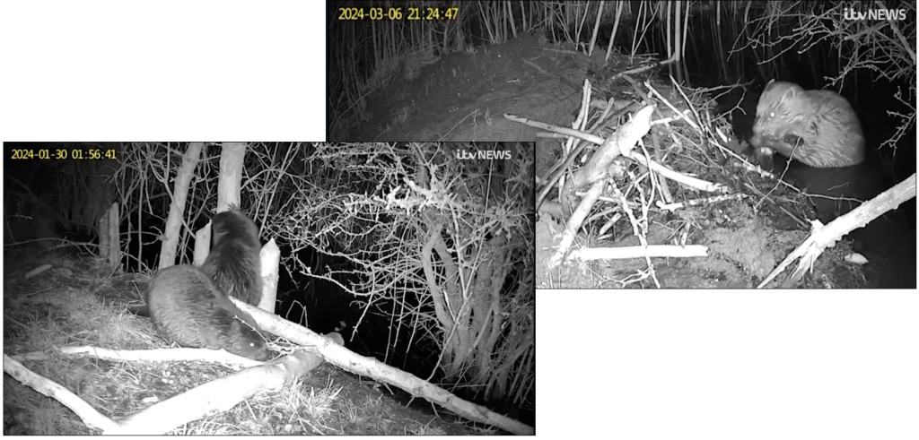 Above: The beavers have been busy creating dams and helping the ecosystem